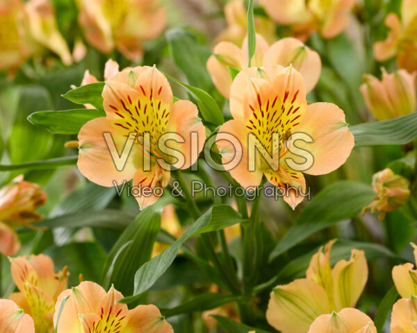 Alstroemeria geel