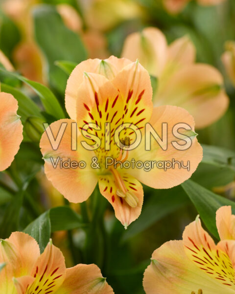 Alstroemeria yellow