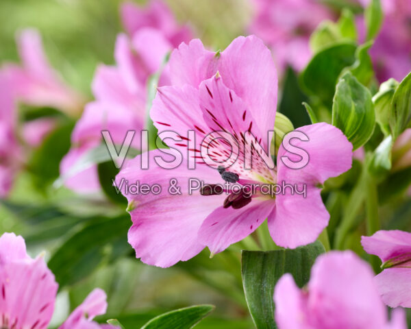 Alstroemeria pink
