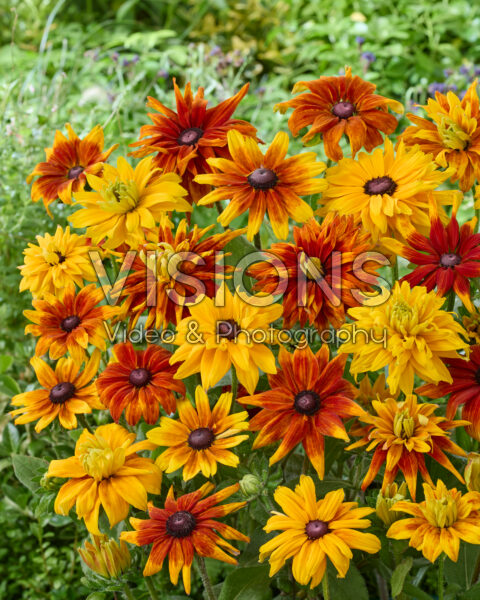 Rudbeckia mixed