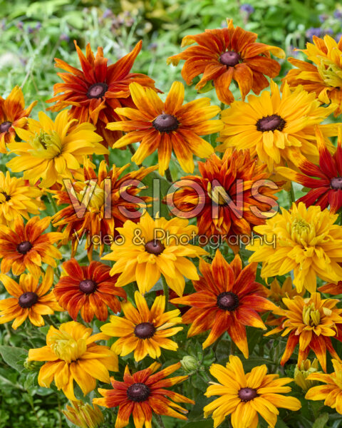 Rudbeckia gemengd