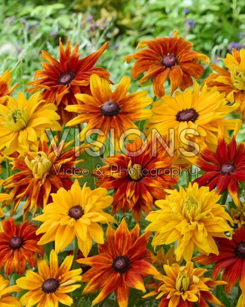 Rudbeckia gemengd Rudbeckia gemengd