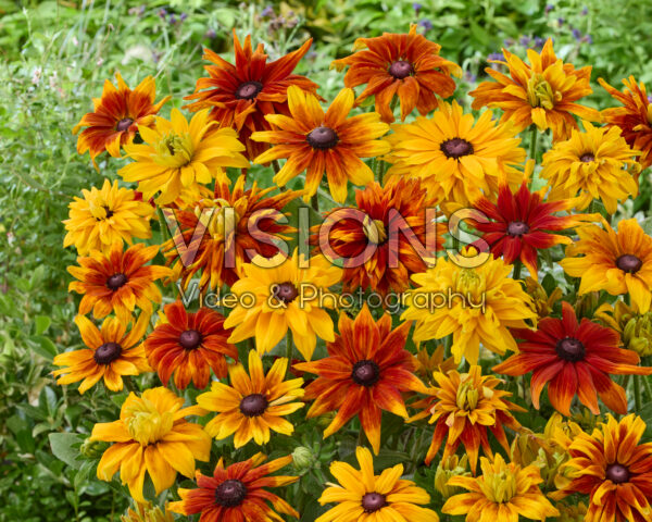 Rudbeckia mixed
