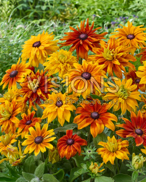 Rudbeckia gemengd
