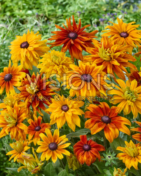Rudbeckia mixed