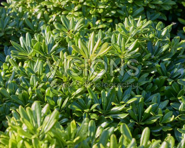 Pittosporum tobira Nanum Pittosporum tobira Nanum