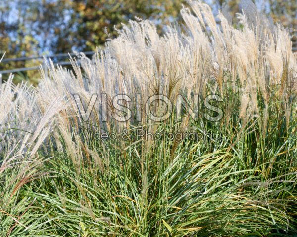 Miscanthus sinensis Yaku Jima