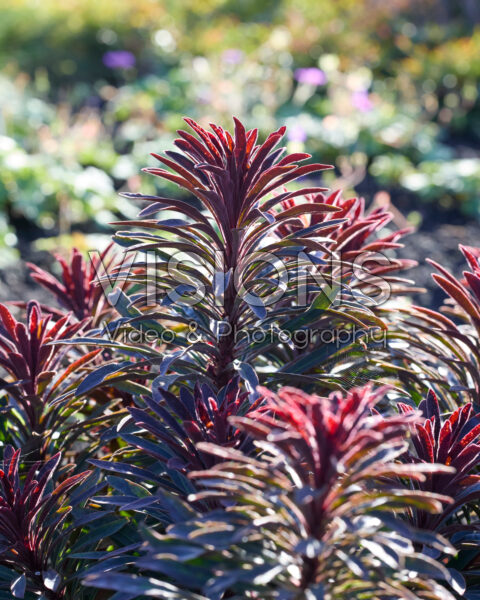 Euphorbia Miner's Merlot