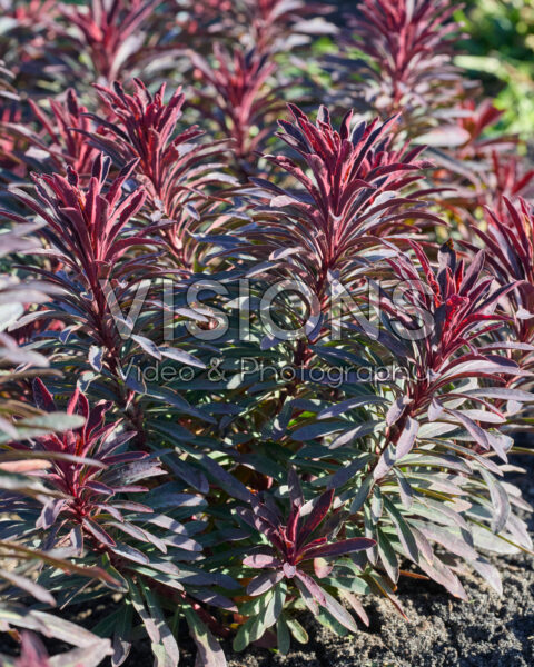 Euphorbia Miner's Merlot