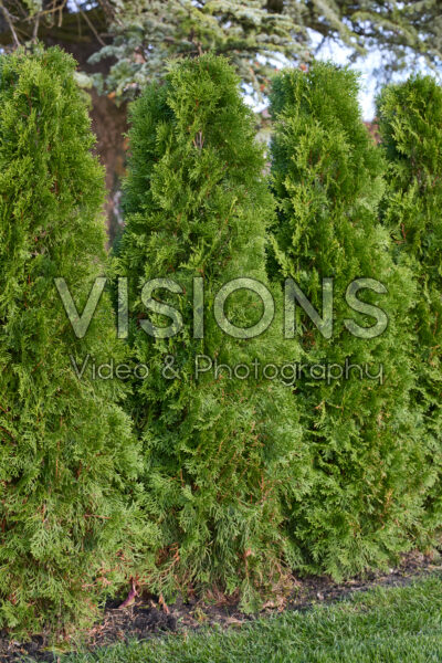 Thuja occidentalis Smaragd