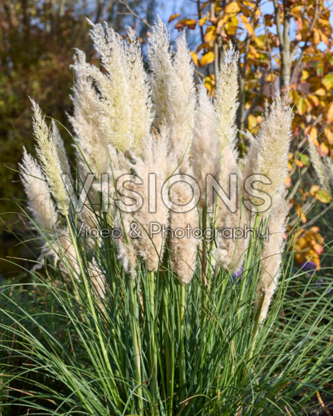 Cortaderia selloana Tiny Pampa