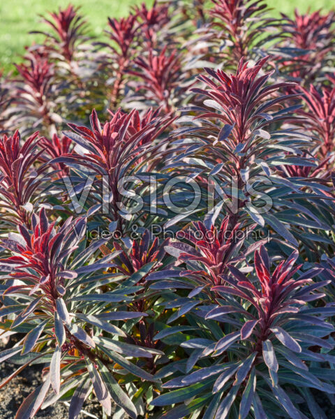 Euphorbia Miner's Merlot