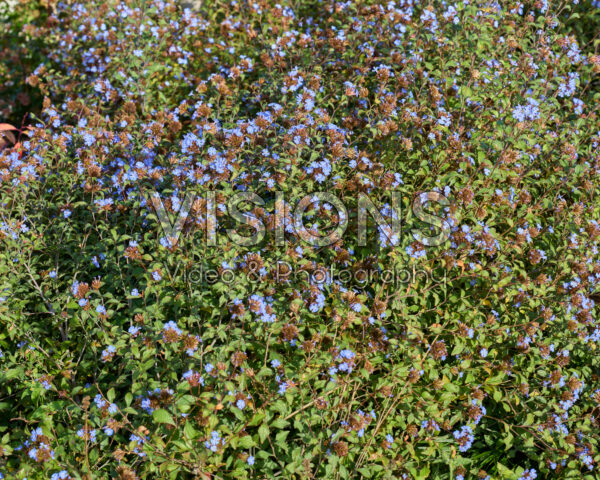 Ceratostigma plumbaginoides
