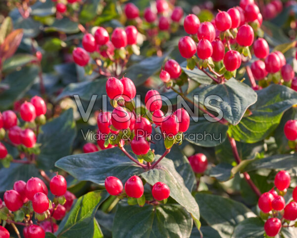 Hypericum x inodorum