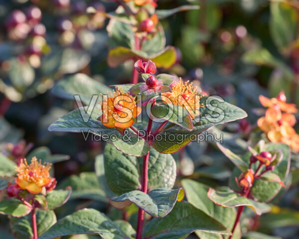 Hypericum x inodorum Magical Universe