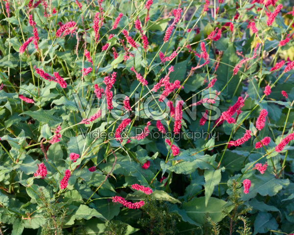 Persicaria amplexicaulis Bloody Mary