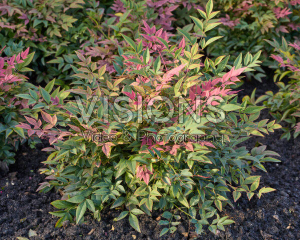 Nandina domestica Obsessed