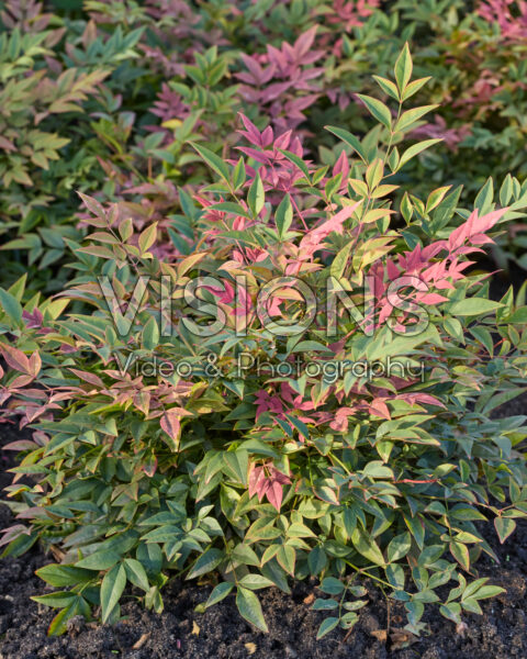 Nandina domestica Obsessed