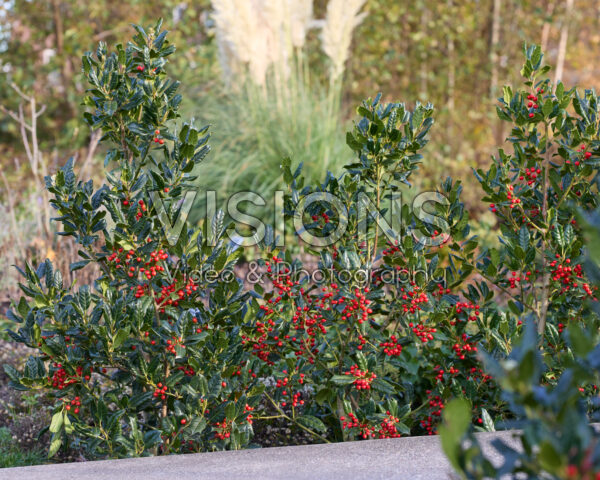 Ilex Nellie R. Stevens