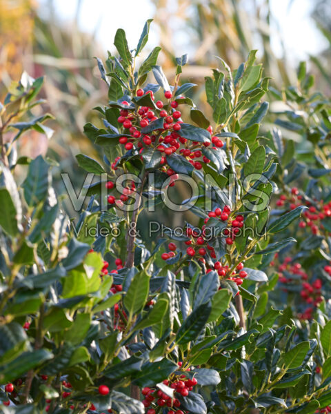 Ilex Nellie R. Stevens