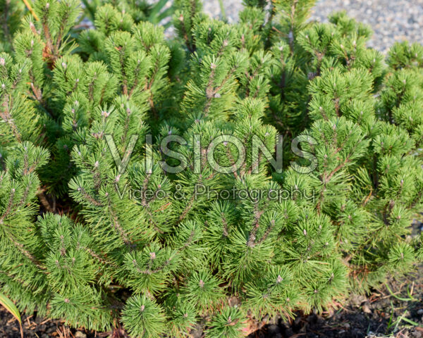 Pinus mugo var. pumilio Pinus mugo var. pumilio