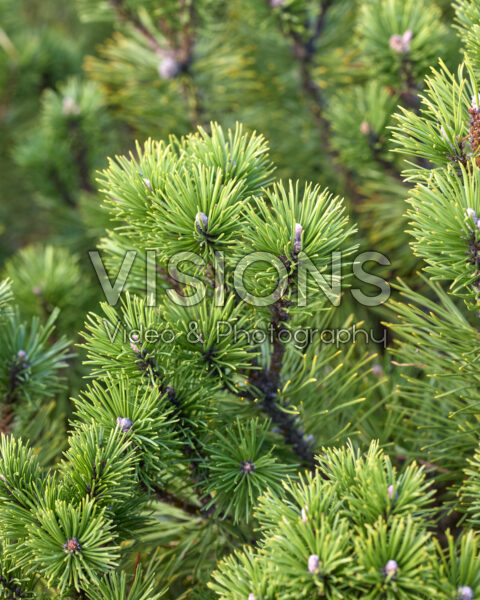 Pinus mugo var. pumilio