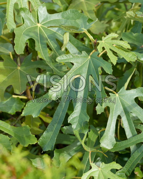 Ficus carica Little Miss Figgy