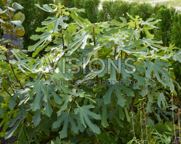 Ficus carica Little Miss Figgy