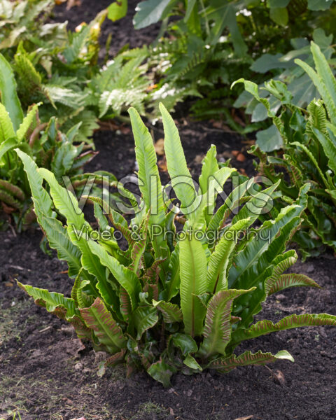 Asplenium scolopendrium Asplenium scolopendrium