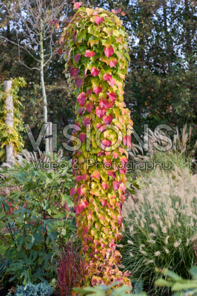 Parthenocissus tricuspidata Green Spring