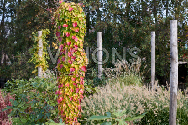 Parthenocissus tricuspidata Green Spring