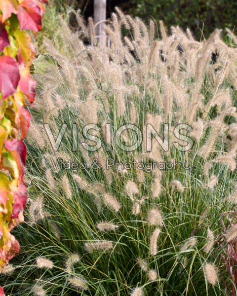 Pennisetum alopecuroides Hameln