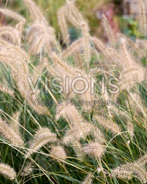 Pennisetum alopecuroides Hameln