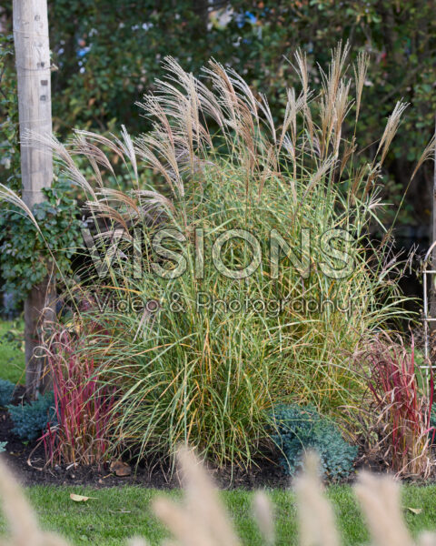 Miscanthus sinensis Strictus Dwarf