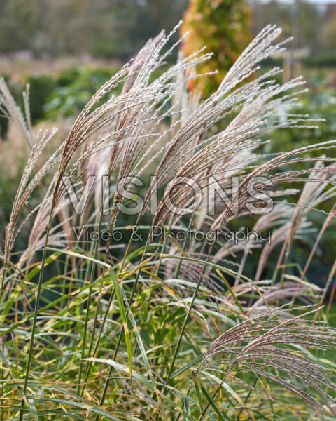 Miscanthus sinensis Strictus Dwarf