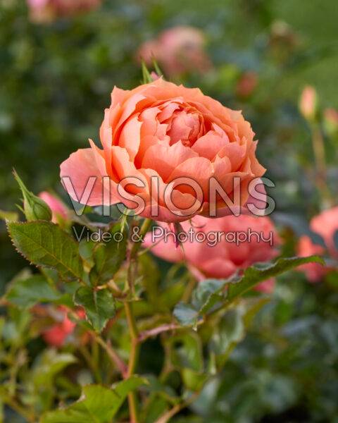 Rosa Isn't She Beautiful