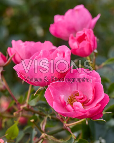 Rosa Isn't She Precious