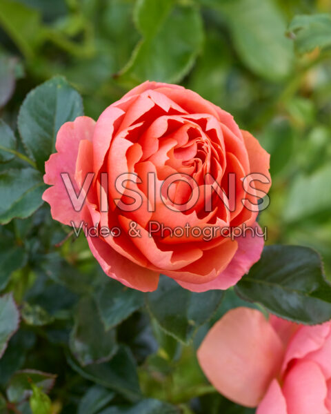 Rosa Isn't She Beautiful