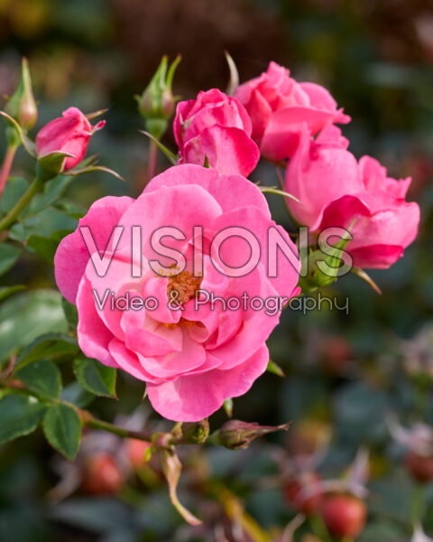 Rosa Isn't She Precious Rosa Isn't She Precious