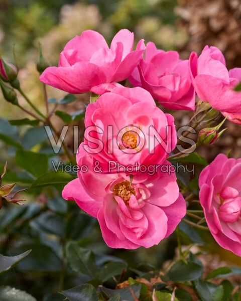 Rosa Isn't She Precious