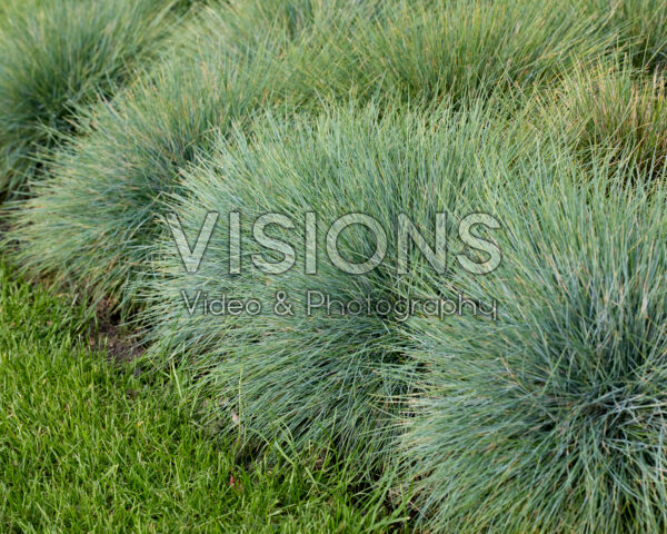 Festuca glauca Azurit