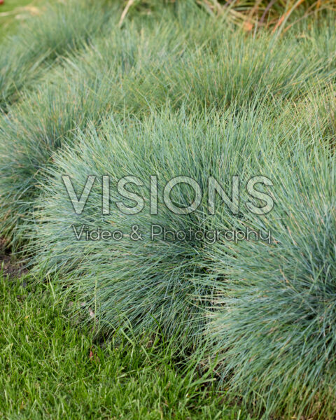 Festuca glauca Azurit