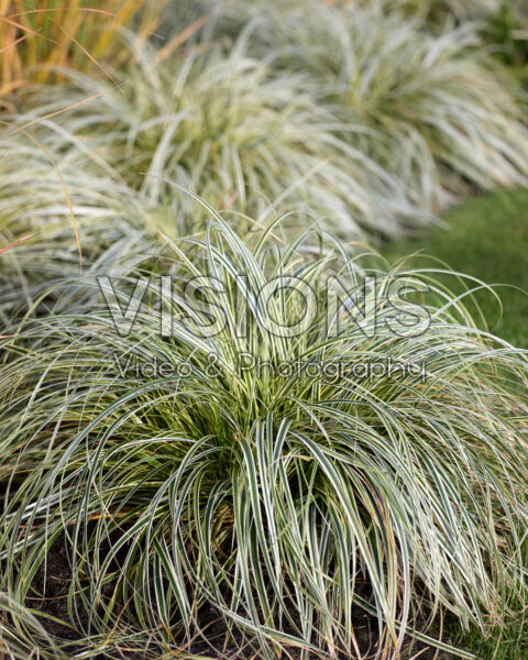 Carex Feather Falls Carex Feather Falls