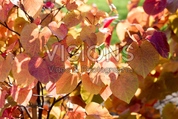 Cercis canadensis Eternal Flame