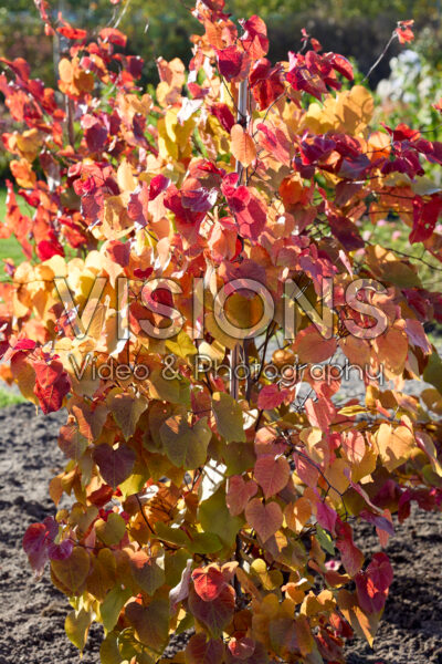 Cercis canadensis Eternal Flame