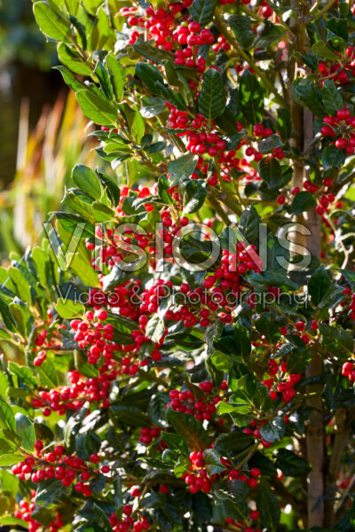 Ilex Nellie R. Stevens