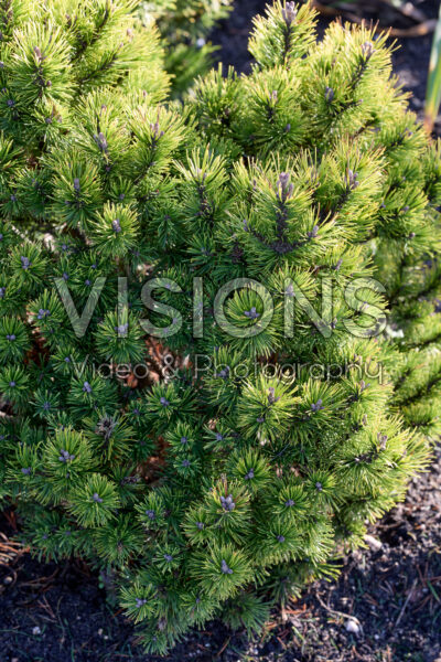 Pinus mugo Ophir