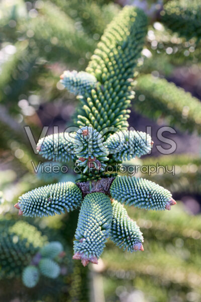 Abies numidica Glauca Abies numidica Glauca