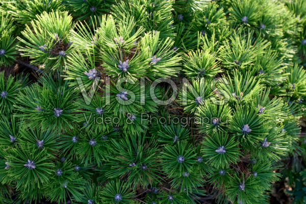 Pinus densiflora Low Glow