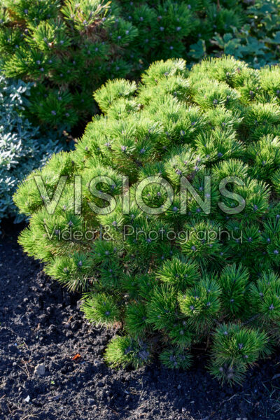 Pinus densiflora Low Glow